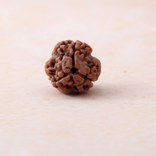 Siddh 3 Mukhi Rudraksha